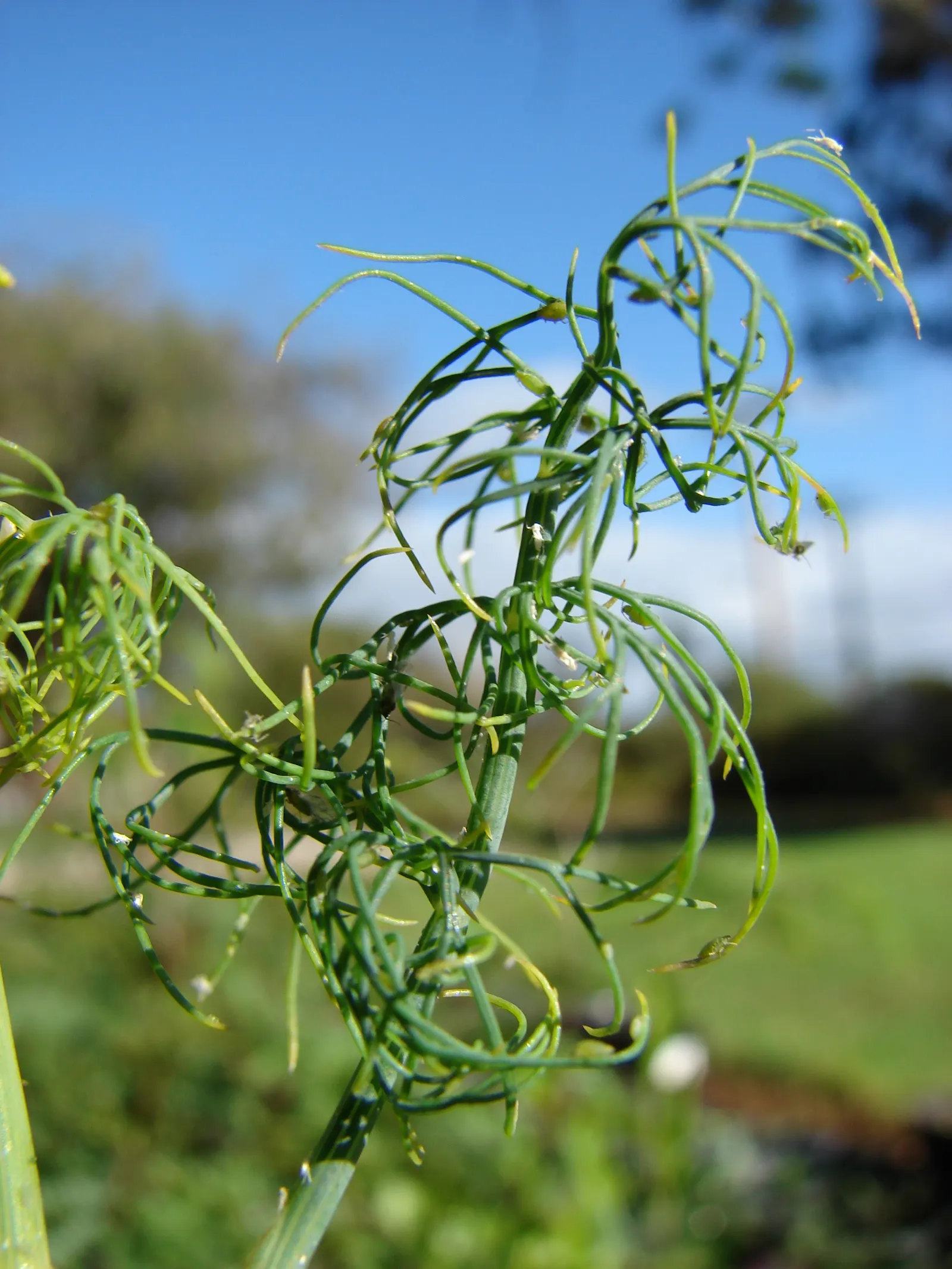 Dill (Anethum Graveolens) — often referred to as dill weed; although fairly drought-tolerant once established, consistent moisture will encourage lusher growth