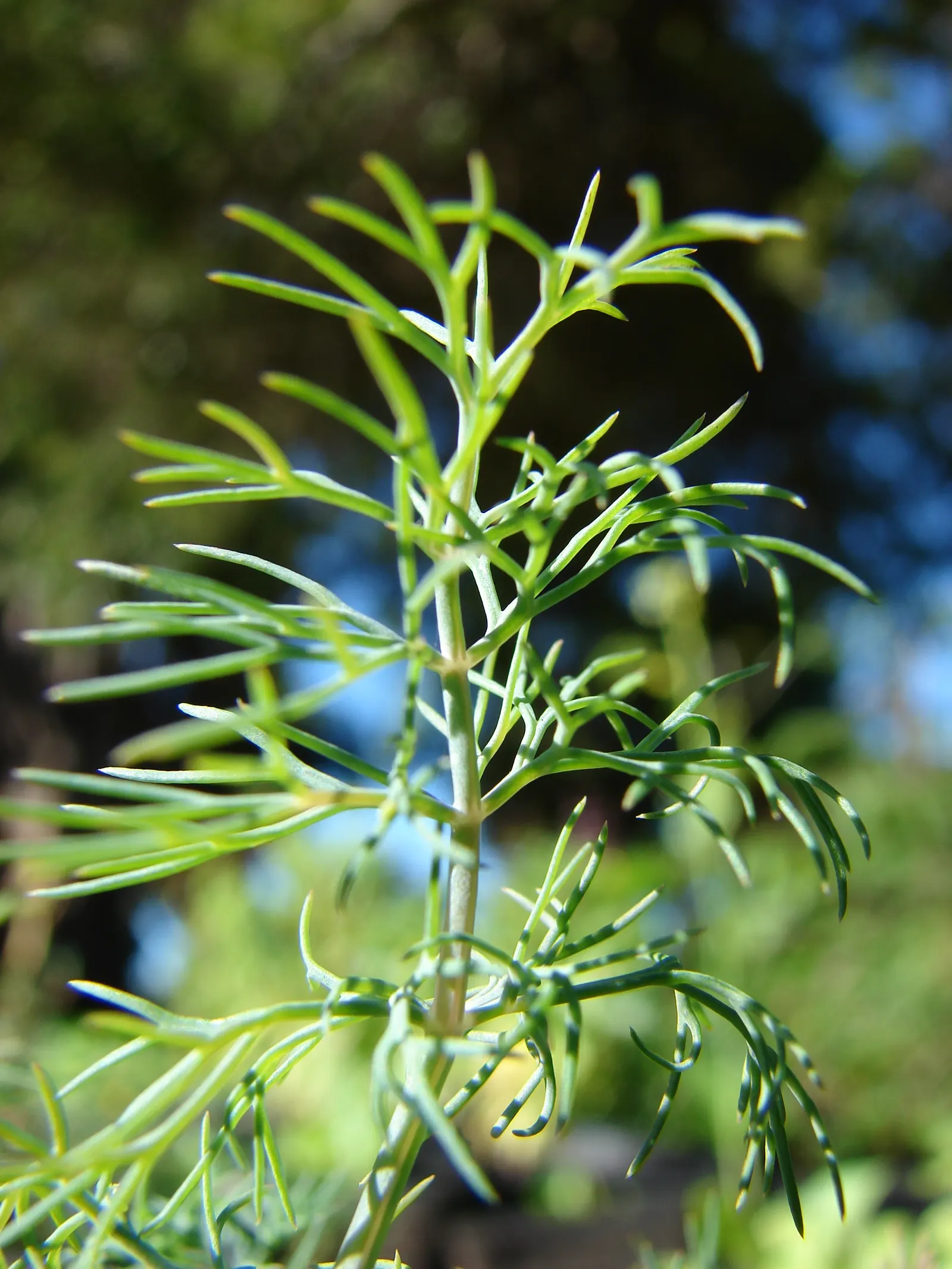 Dill (Anethum Graveolens) — yellow flowers in the garden