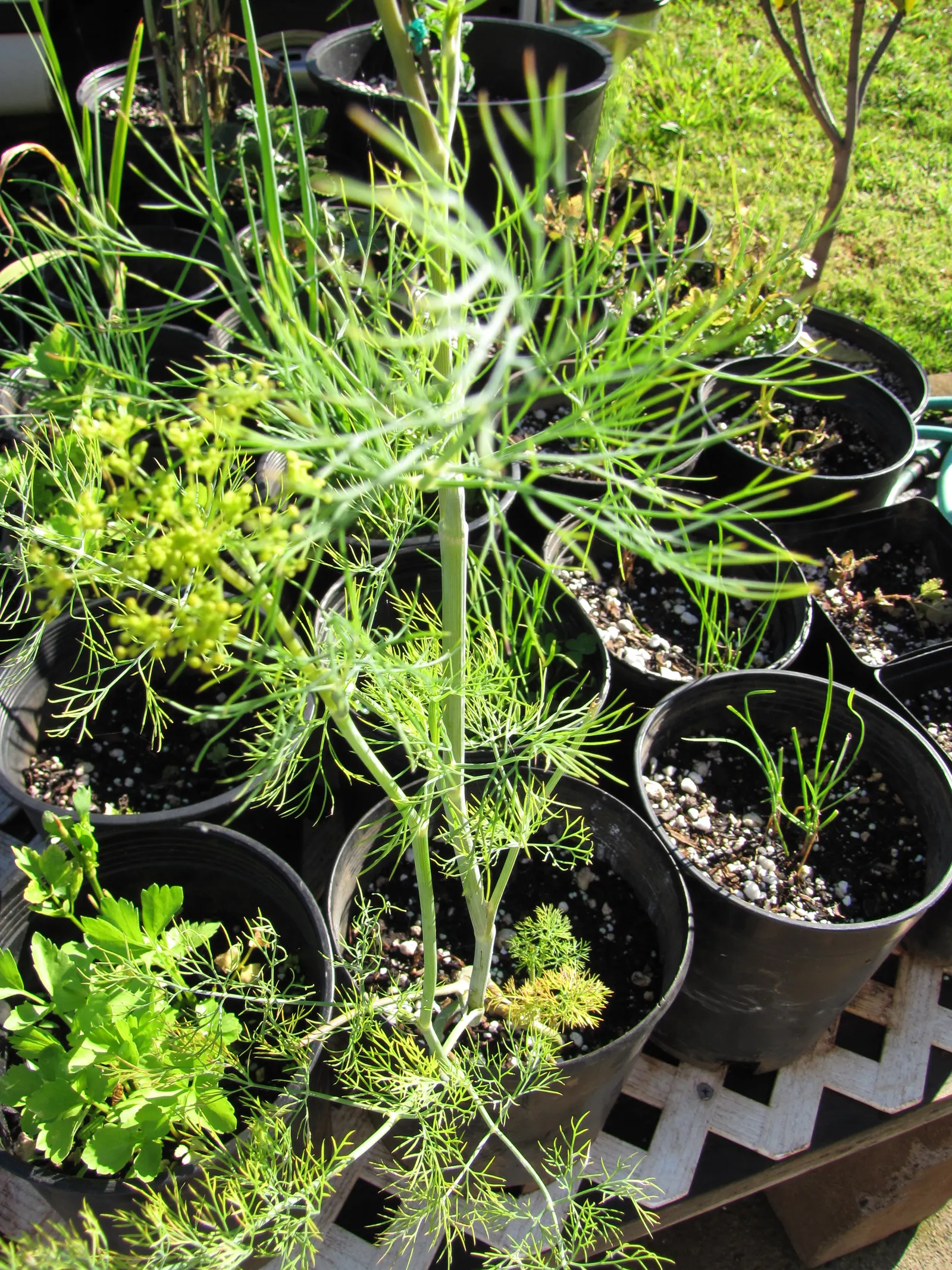 Dill (Anethum Graveolens) — The plant's height can shade sensitive plants that prefer partial shade; dill's slender stems and airy foliage provide a soft