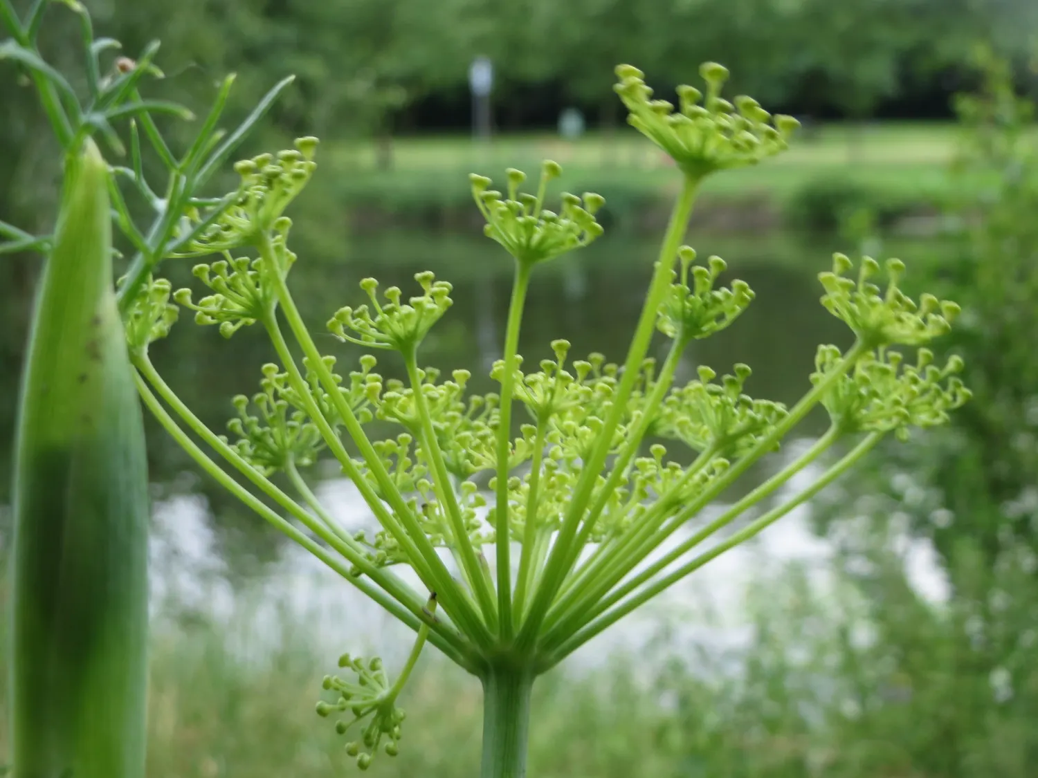 Dill (Anethum Graveolens) — The plant's height can shade sensitive plants that prefer partial shade; dill's slender stems and airy foliage provide, image 94