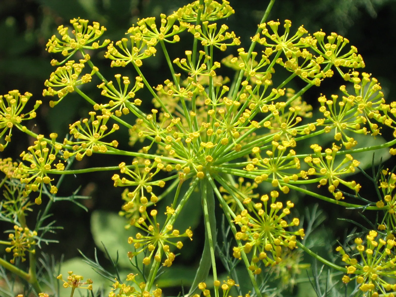 Dill (Anethum Graveolens) — yellow flowers in the garden; native to the Mediterranean and Eastern Europe