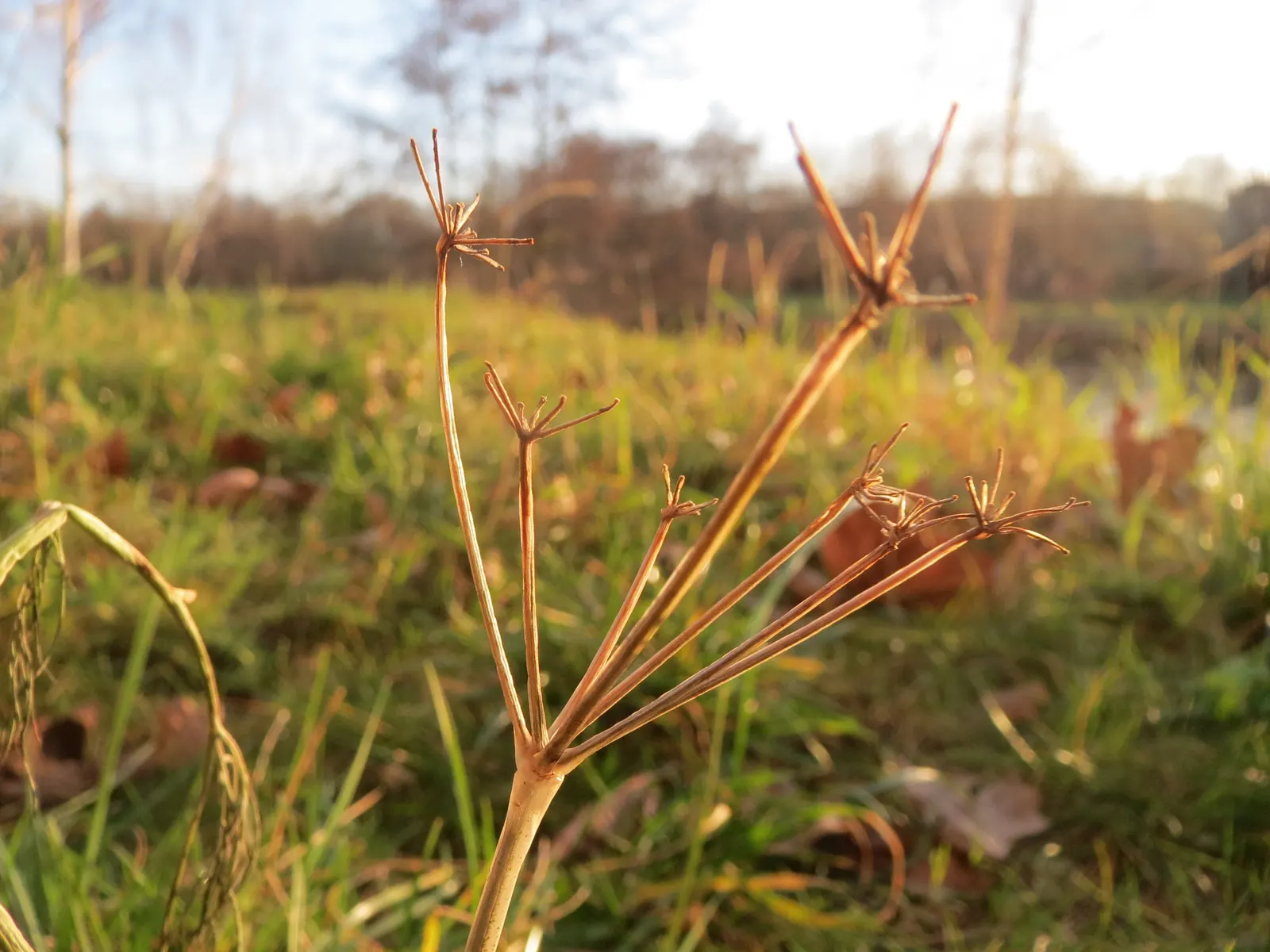 Dill (Anethum Graveolens) — emanating a distinctive sweet fragrance reminiscent of anise and lemon; it offers culinary value with flavorful seeds, image 87
