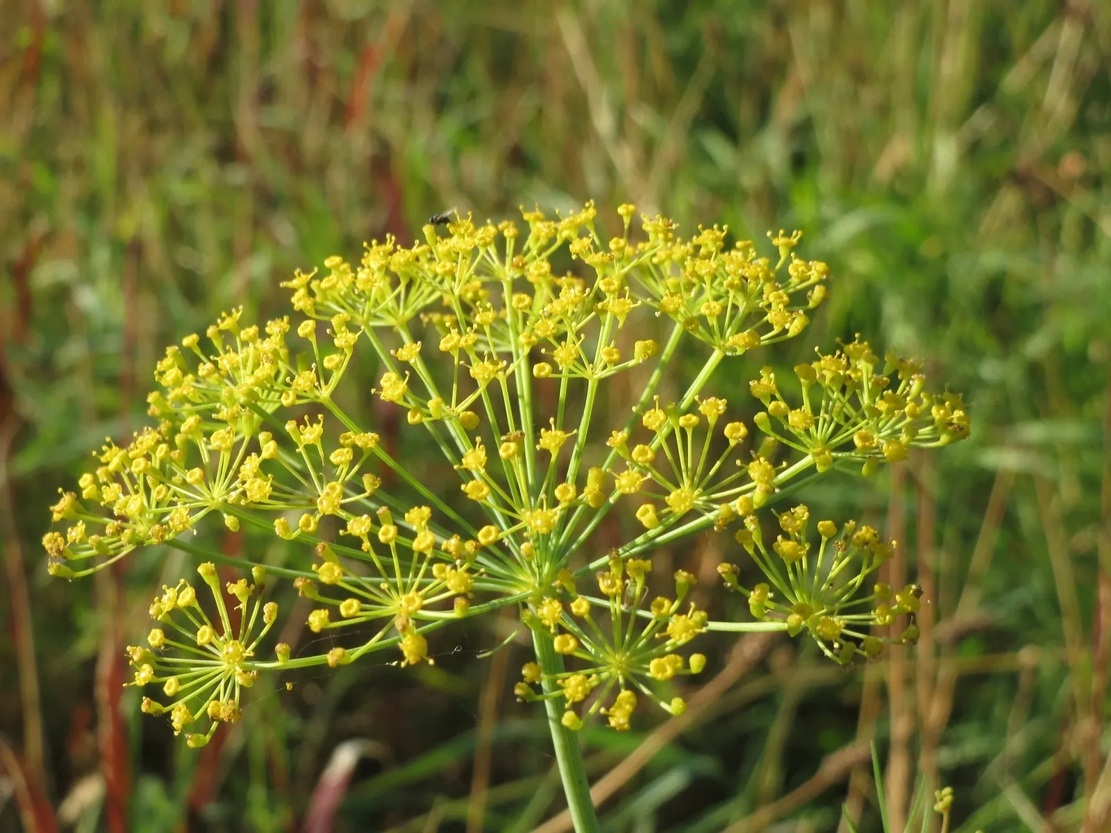 Dill (Anethum Graveolens) — native to the Mediterranean and Eastern Europe; blue-green leaves and delicate yellow umbel flowers, image 83