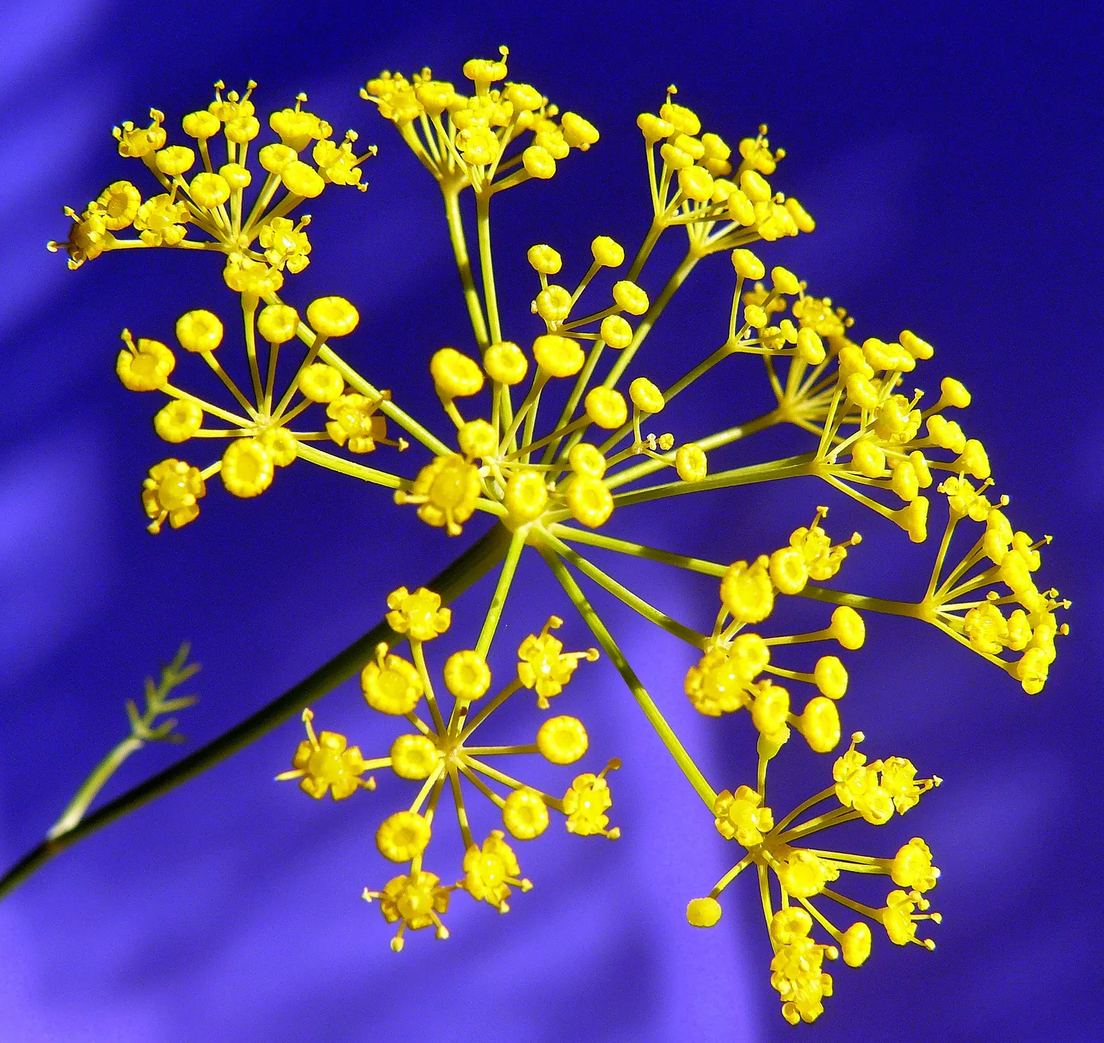 Dill (Anethum Graveolens) — blue-green leaves and delicate yellow umbel flowers; it is worth noting that dill can be a self-seeder, image 53