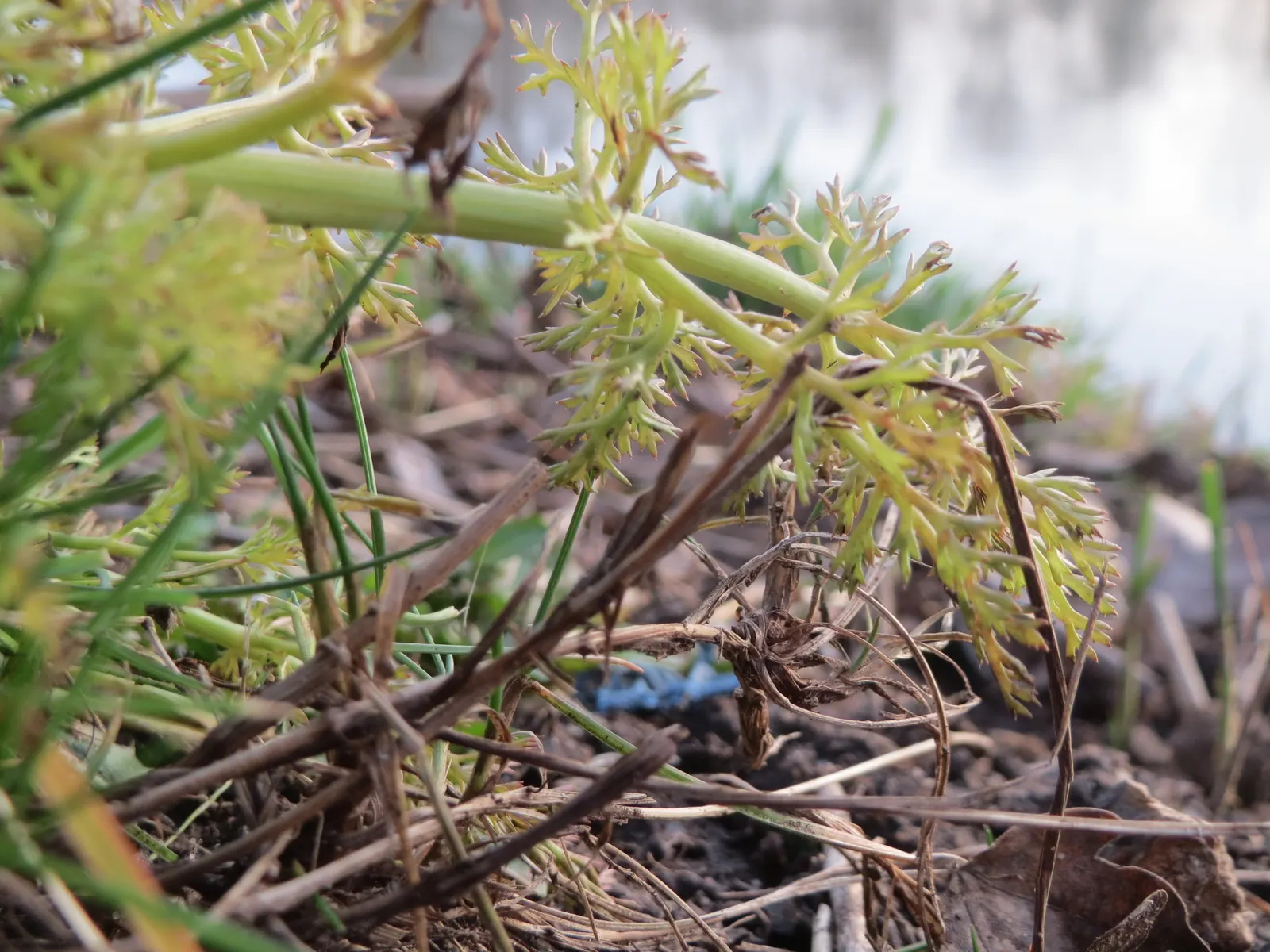 Dill (Anethum Graveolens) — It offers culinary value with flavorful seeds and leaves, and attracts beneficial insects; such as butterflies and bees, image 81