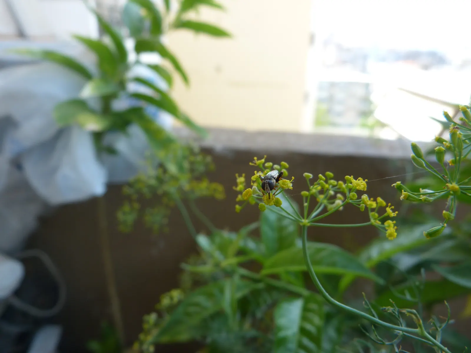 Dill (Anethum Graveolens) — The plant's height can shade sensitive plants that prefer partial shade