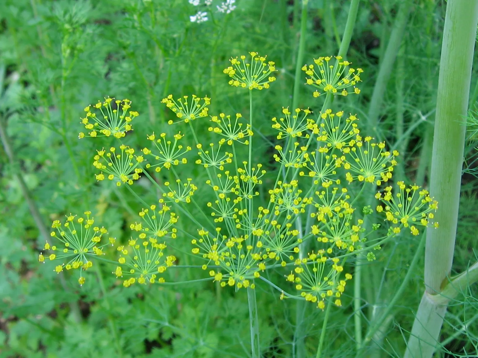 Dill (Anethum Graveolens) — Characterized by feathery; are finely divided and soft to the touch