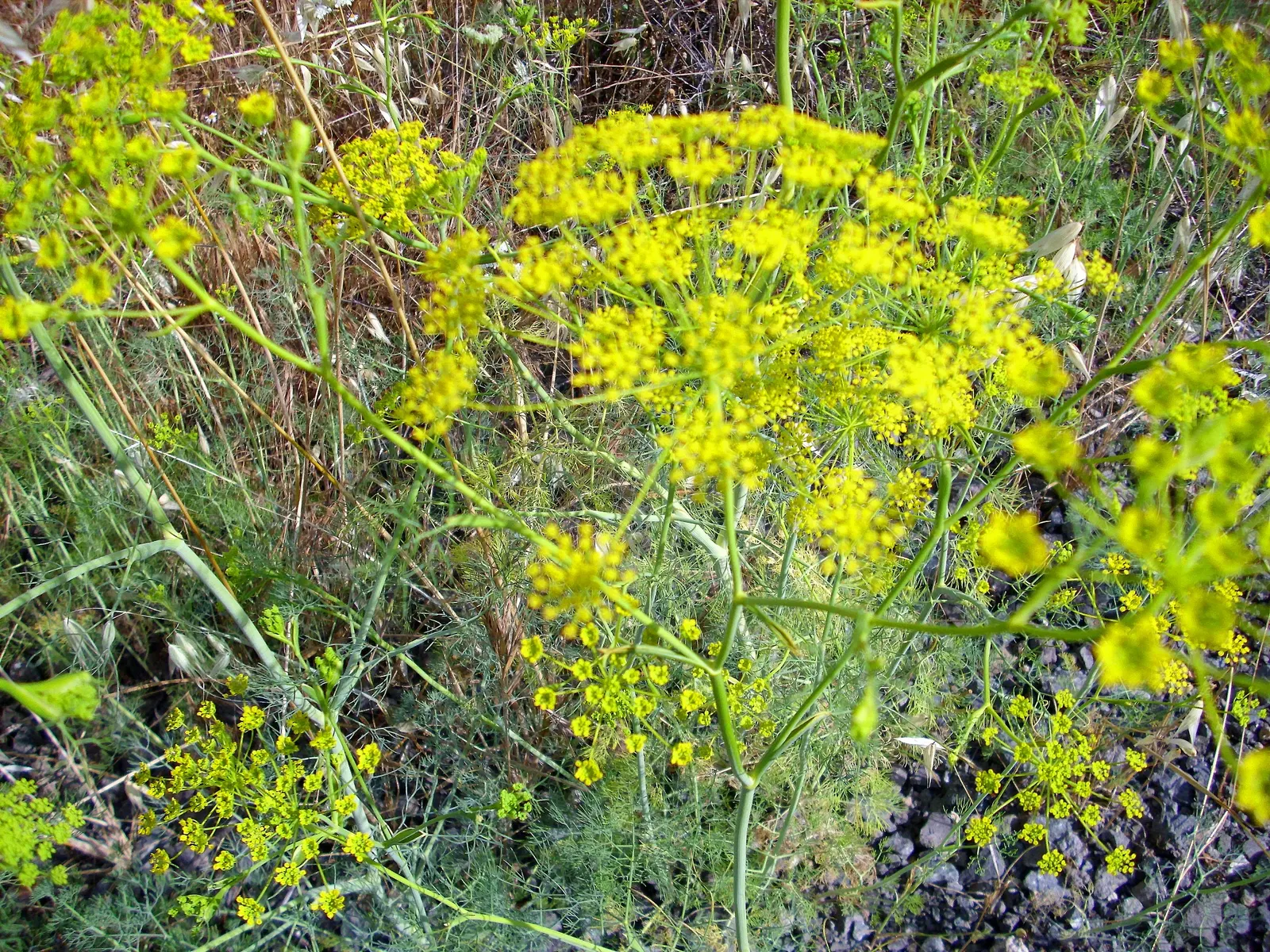 Dill (Anethum Graveolens) — Be sure to include paths or easy access; the plant's height can shade sensitive plants that prefer partial shade, image 71