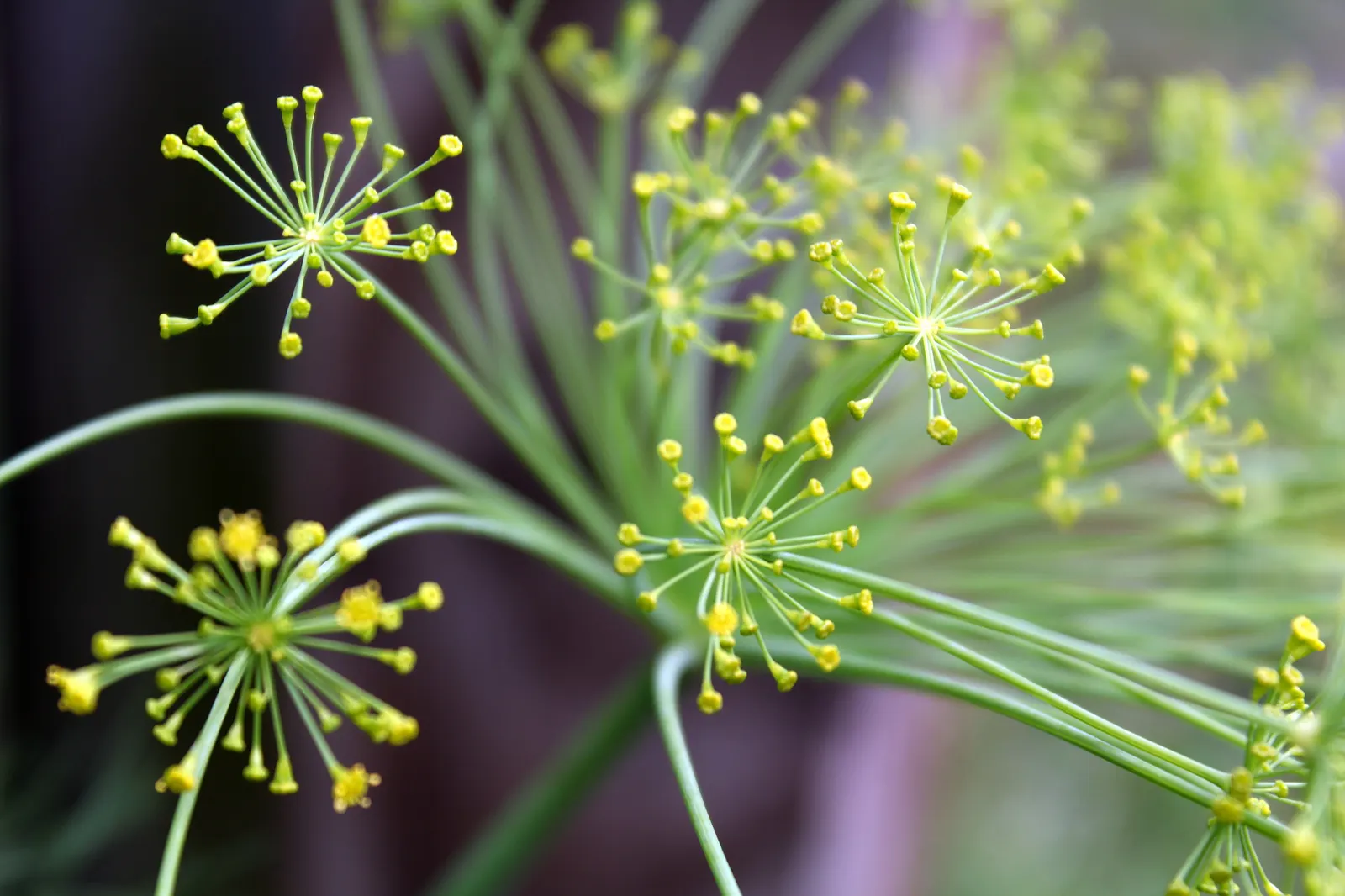 Dill (Anethum Graveolens) — It is worth noting that dill can be a self-seeder; yellow flowers in the garden