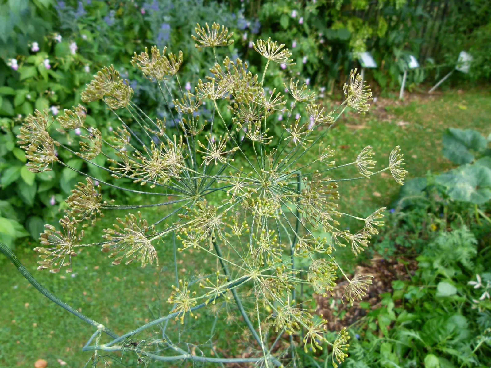 Dill (Anethum Graveolens) — It offers culinary value with flavorful seeds and leaves, and attracts beneficial insects