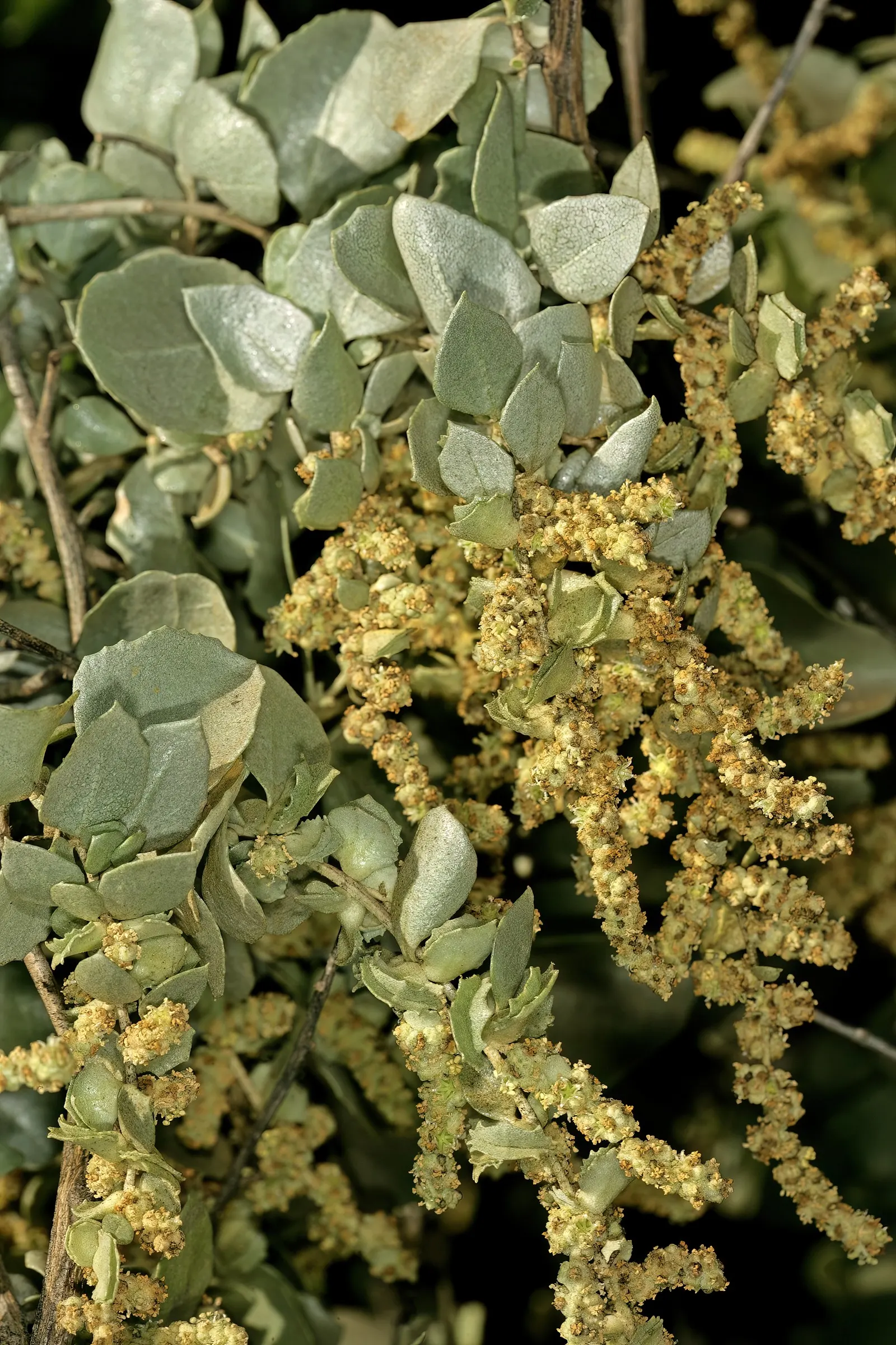 Old Man Saltbush, Chamisa (Atriplex Nummularia) — This drought-tolerant plant thrives in full sun and well-draining soils, making it ideal for xeriscaping