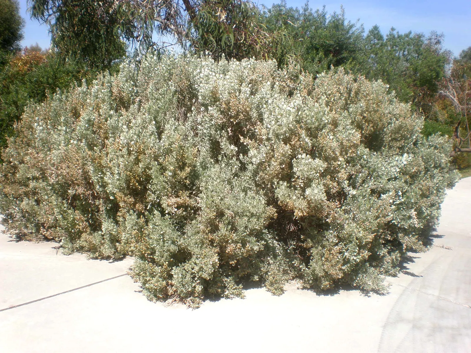 Old Man Saltbush, Chamisa (Atriplex Nummularia) — With its silvery-grey foliage and rounded growth habit