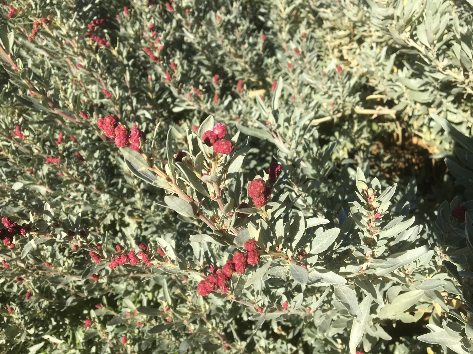 Old Man Saltbush, Chamisa (Atriplex Nummularia) — so it requires ample space to flourish in a garden setting