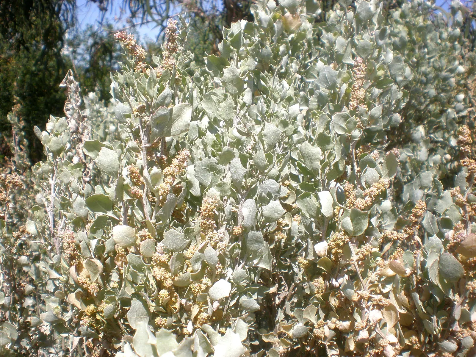 Old Man Saltbush, Chamisa (Atriplex Nummularia) — Typically reaching 6-9 feet tall and wide, it showcases silvery-gray foliage and inconspicuous flowers