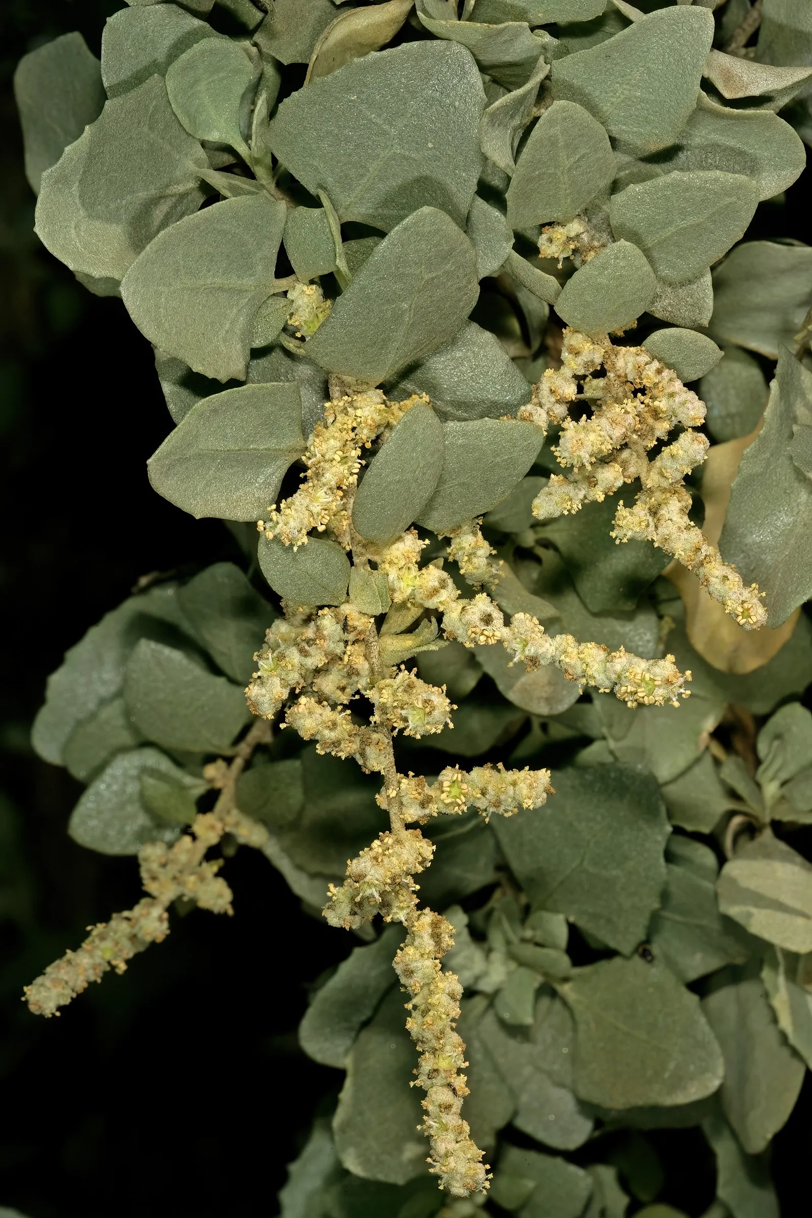 Old Man Saltbush, Chamisa (Atriplex Nummularia) — commonly known as Chamisa or by its scientific name Atriplex nummularia