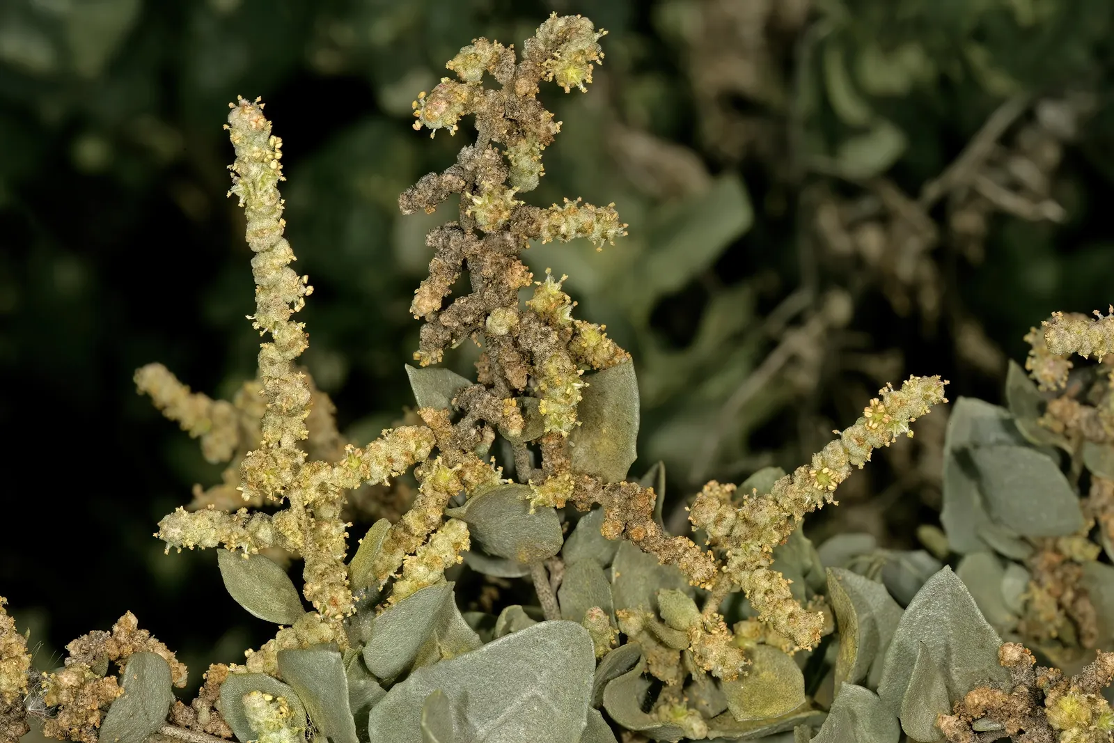 Old Man Saltbush, Chamisa (Atriplex Nummularia) — Its dense growth habit provides excellent erosion control and habitat for wildlife