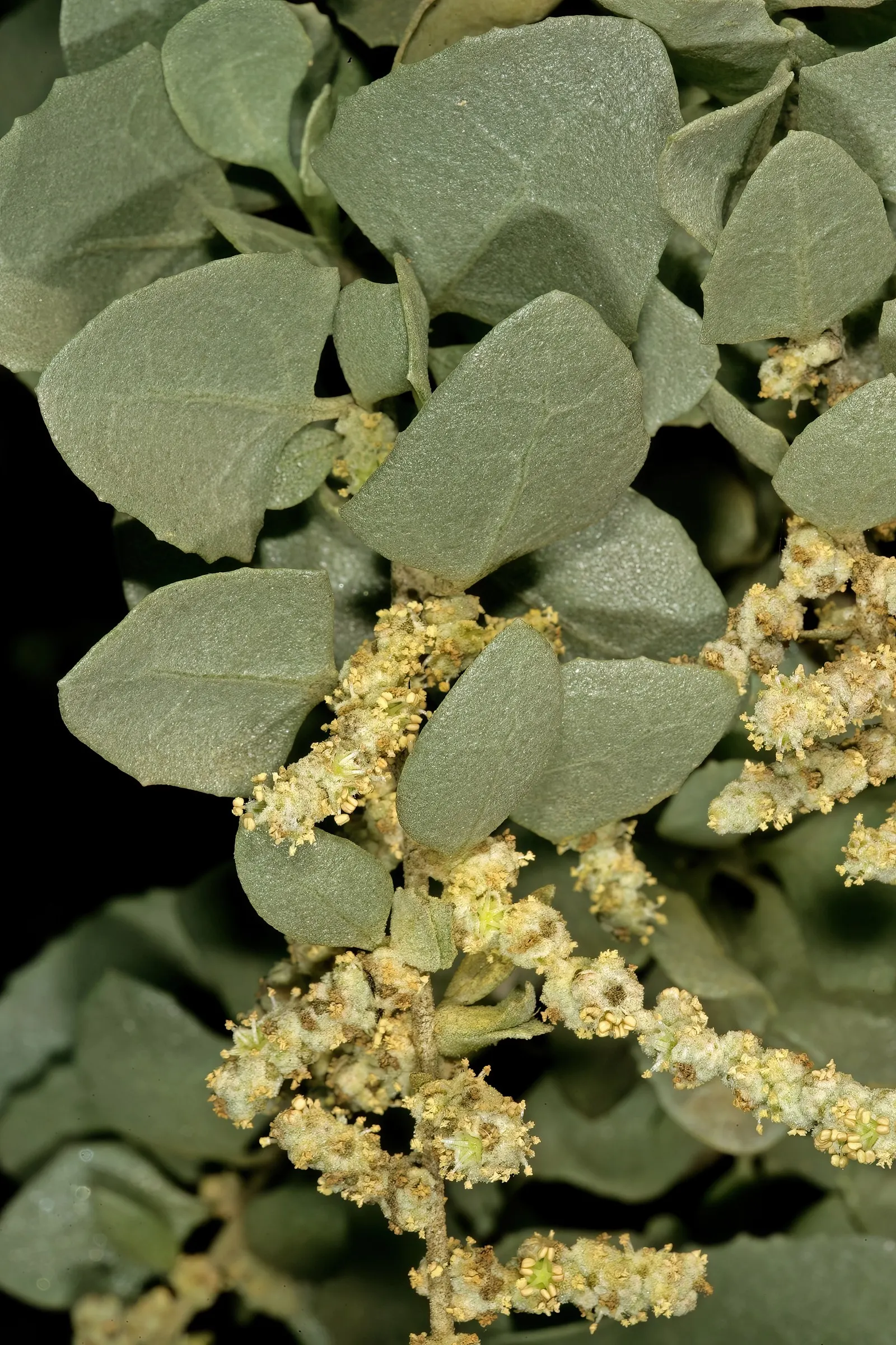 Old Man Saltbush, Chamisa (Atriplex Nummularia) — Old Man Saltbush (Atriplex nummularia)