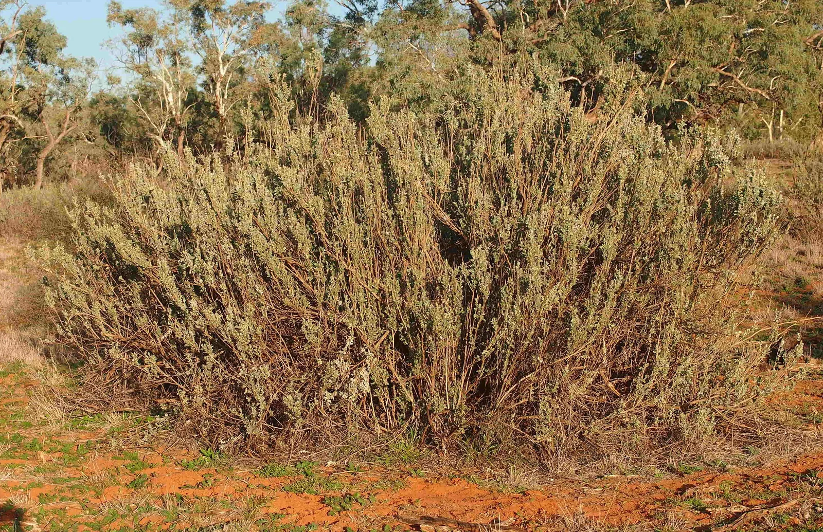 Old Man Saltbush, Chamisa (Atriplex Nummularia) — is an evergreen shrub native to Australia but adaptable to various arid regions around the globe
