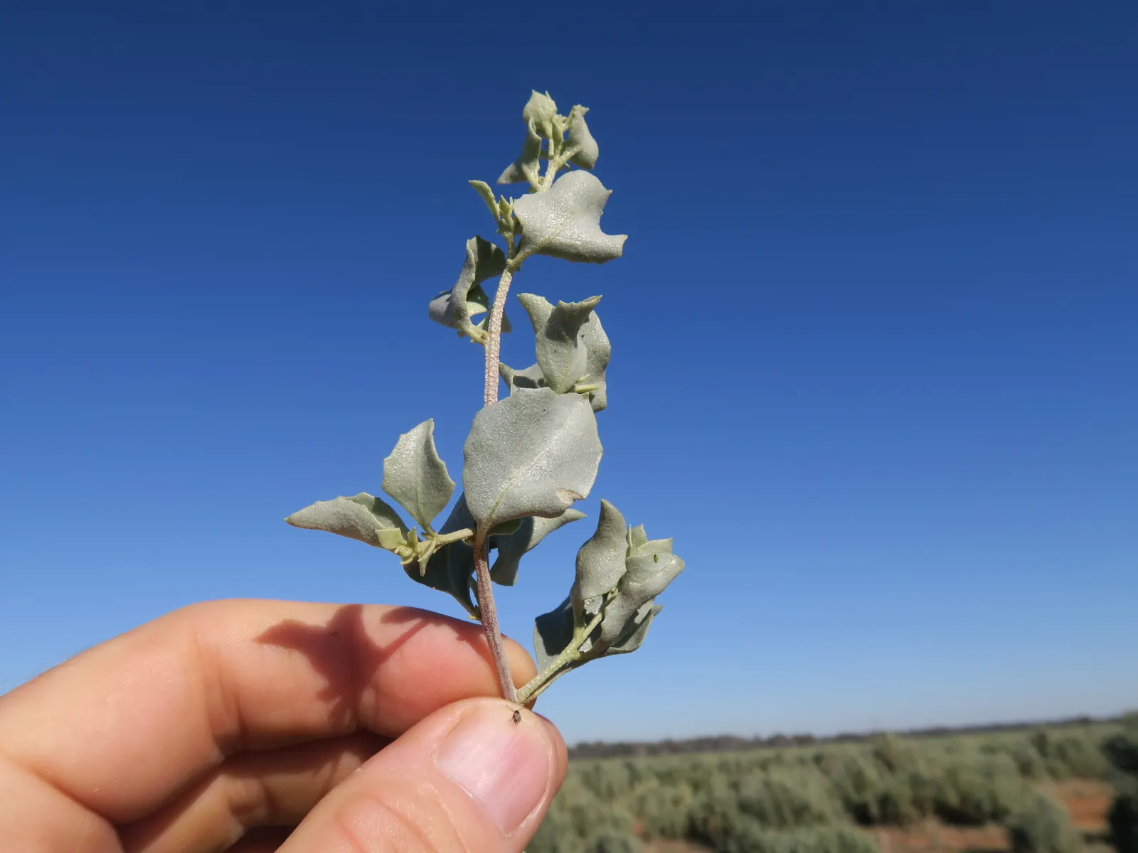 Old Man Saltbush, Chamisa (Atriplex Nummularia) — is an evergreen shrub native to Australia