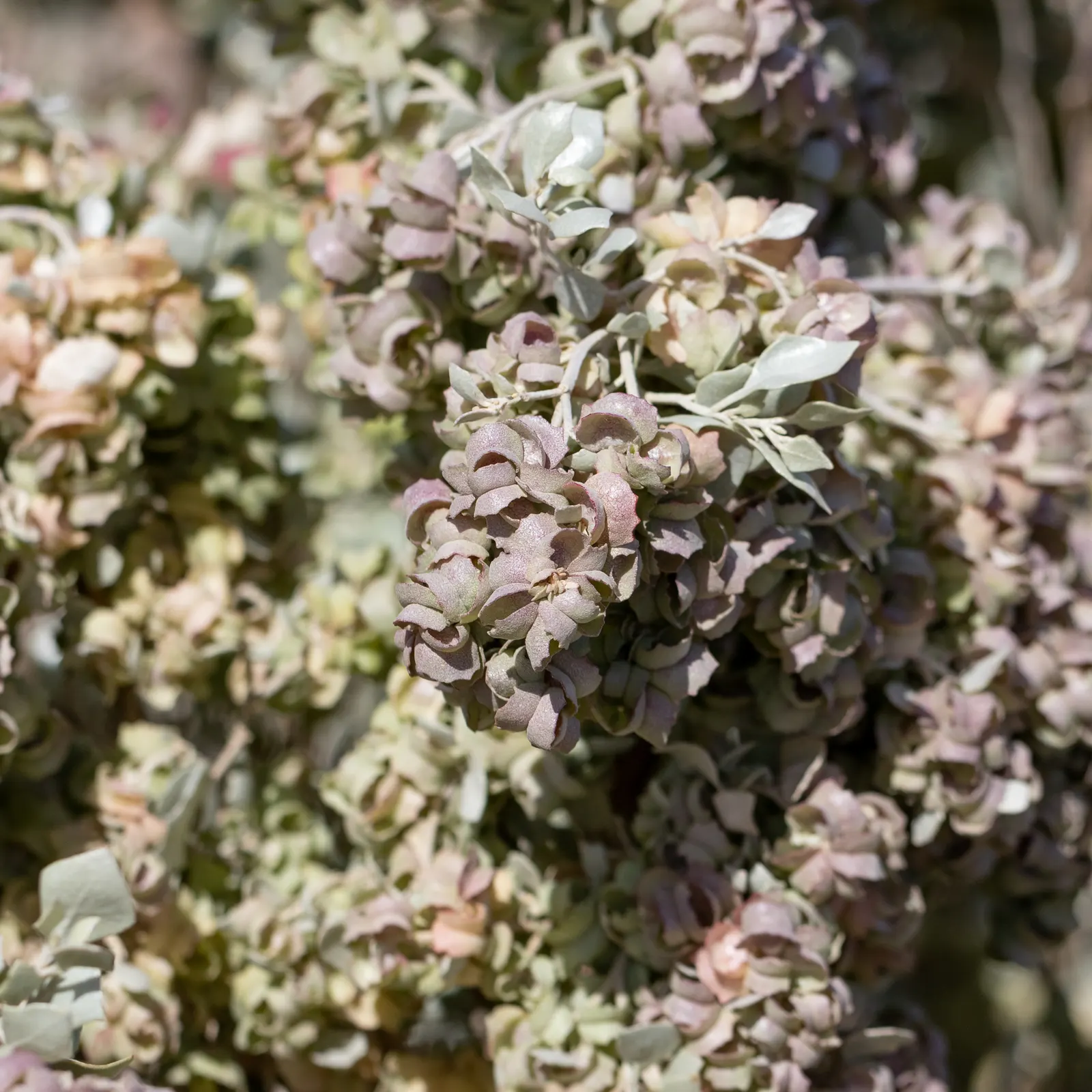 Old Man Saltbush, Chamisa (Atriplex Nummularia) — often referred to as Chamisa