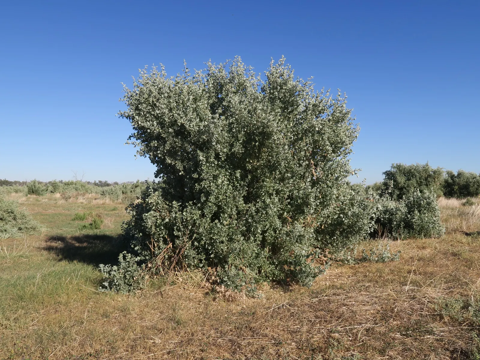 Old Man Saltbush, Chamisa (Atriplex Nummularia) — Its sprawling branches bear leaves that are about 2 to 2.5 inches long