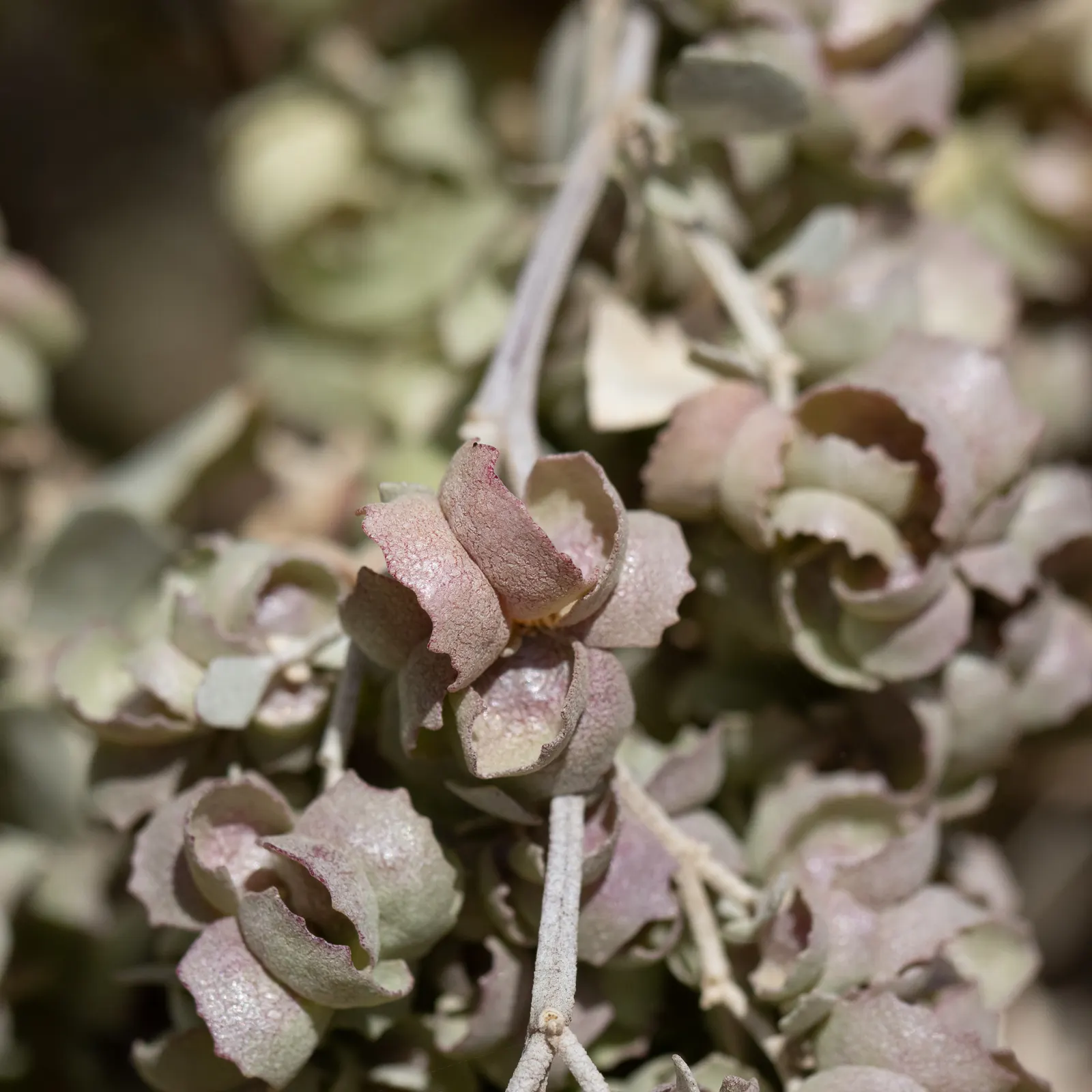 Old Man Saltbush, Chamisa (Atriplex Nummularia) — admired for its resilience in arid conditions