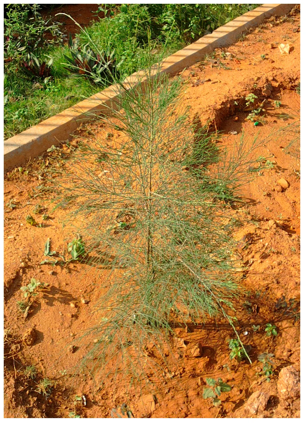 Horsetail Tree (Casuarina Equisetifolia) — tree for full