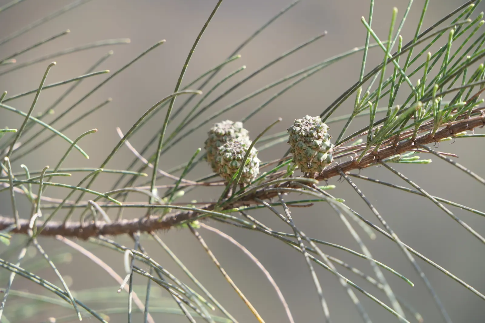 Horsetail Tree (Casuarina Equisetifolia) — Appearances notwithstanding, it's not a true pine