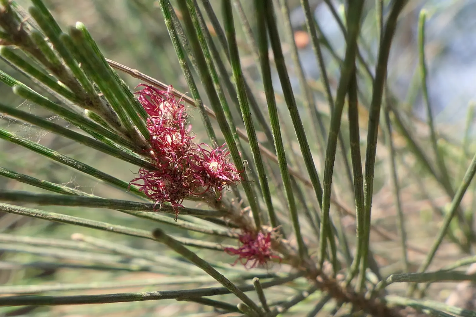 Horsetail Tree (Casuarina Equisetifolia) — emphasize that while the Horsetail Tree is low-maintenance; it thrives in USDA Hardiness Zones 9 through 11