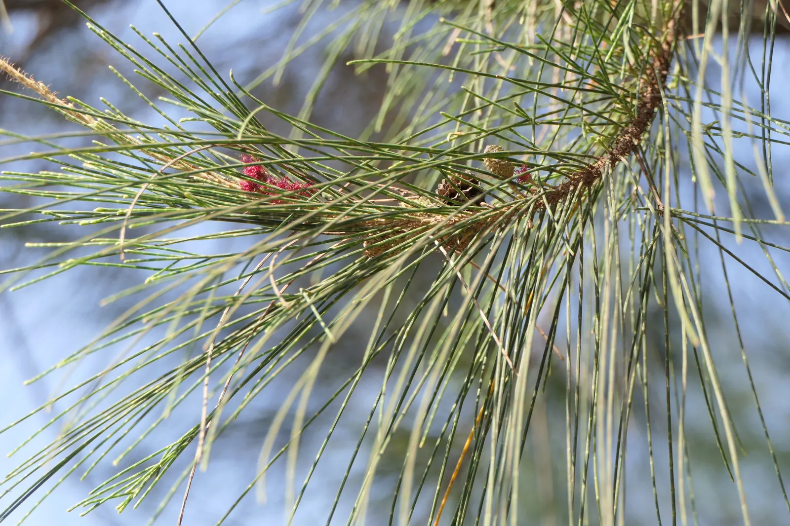 Horsetail Tree (Casuarina Equisetifolia) — reaching heights of 30-115 ft
