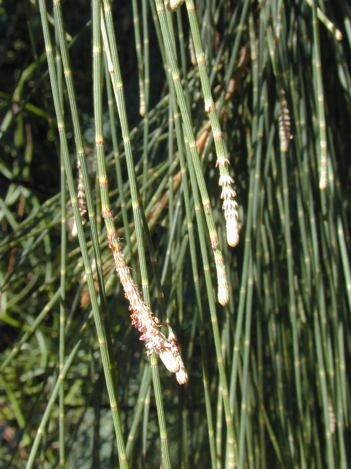 Horsetail Tree (Casuarina Equisetifolia) — note that the tree's root system can be aggressive