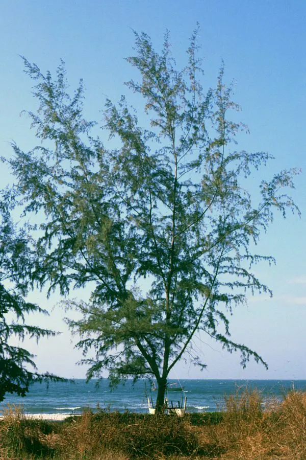 Horsetail Tree (Casuarina Equisetifolia) — including sandy conditions