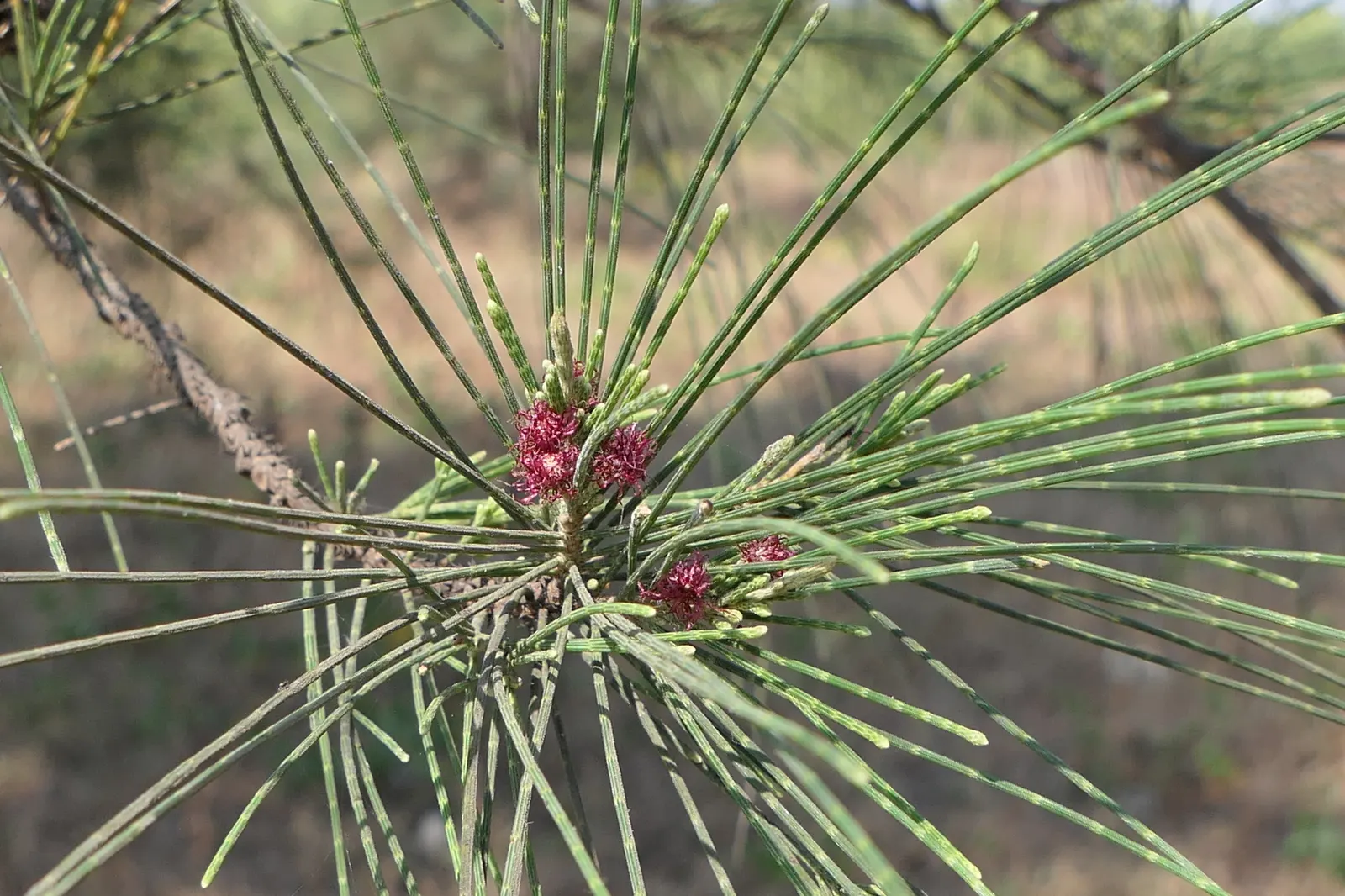 Horsetail Tree (Casuarina Equisetifolia) — which adds to its versatility in different landscapes.<br><br>In educating the client; the Horsetail Tree can reach