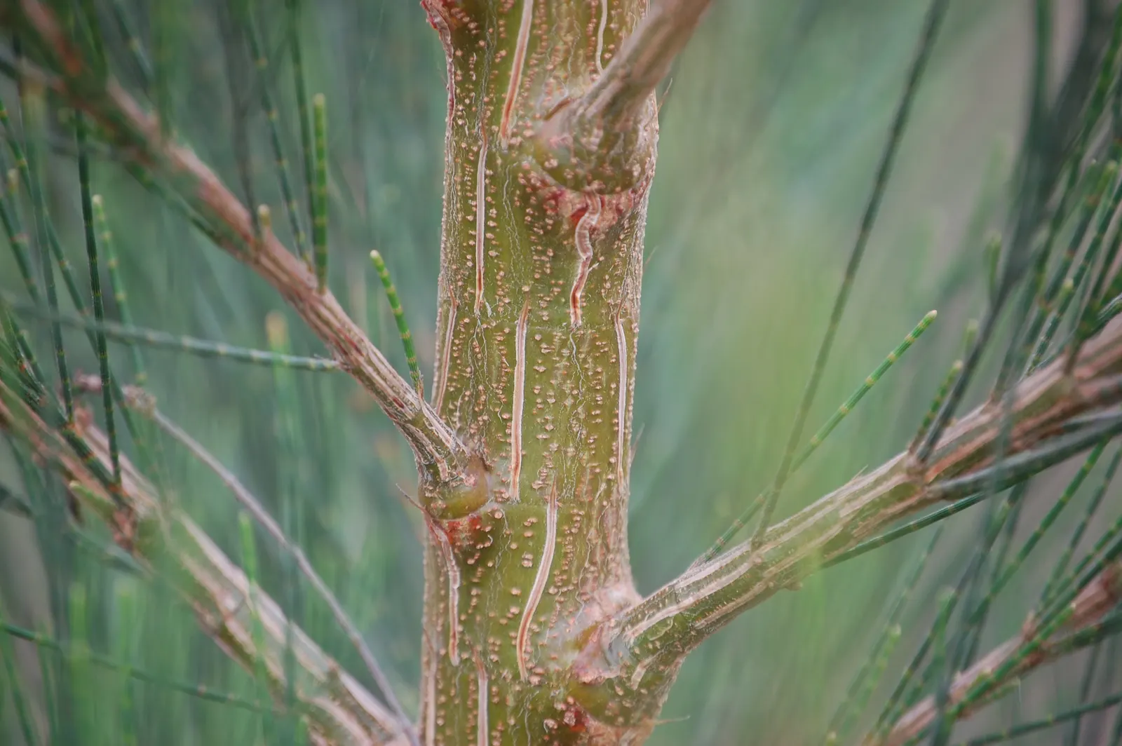 Horsetail Tree (Casuarina Equisetifolia) — It thrives in USDA Hardiness Zones 9 through 11, preferring full sun exposure and well-draining soils; it's able to