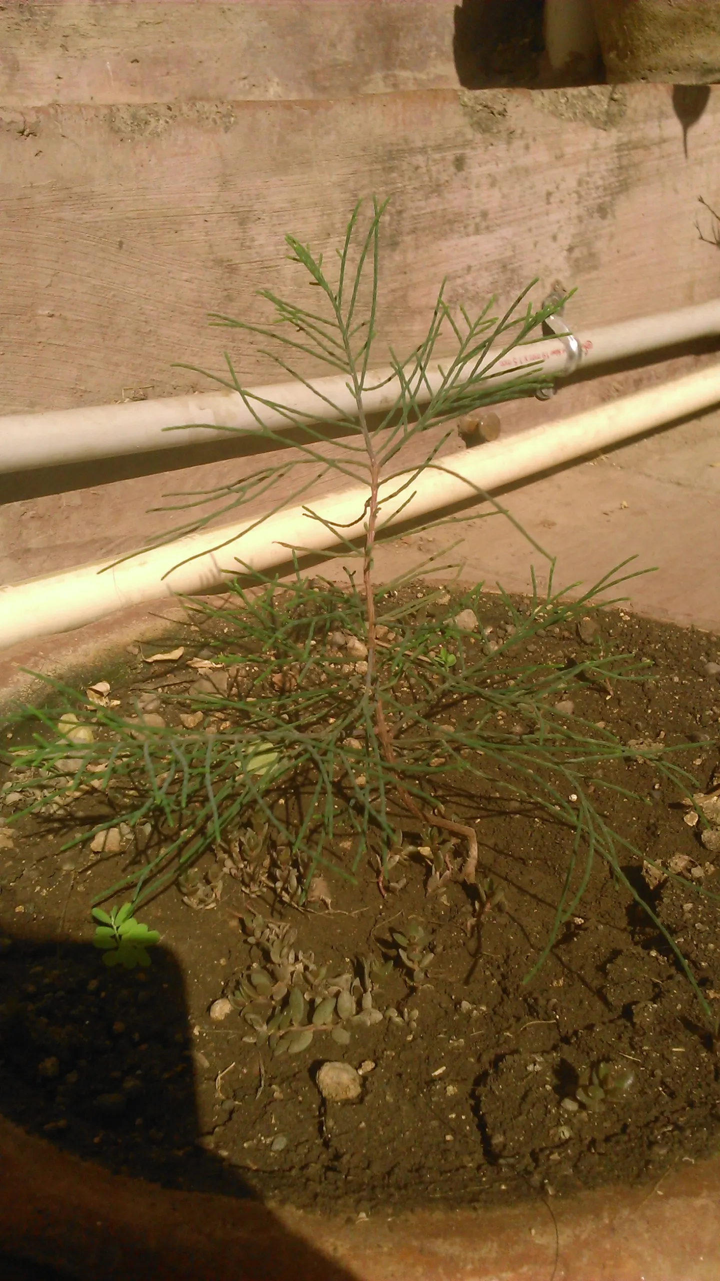 Horsetail Tree (Casuarina Equisetifolia) — evergreen element to their garden