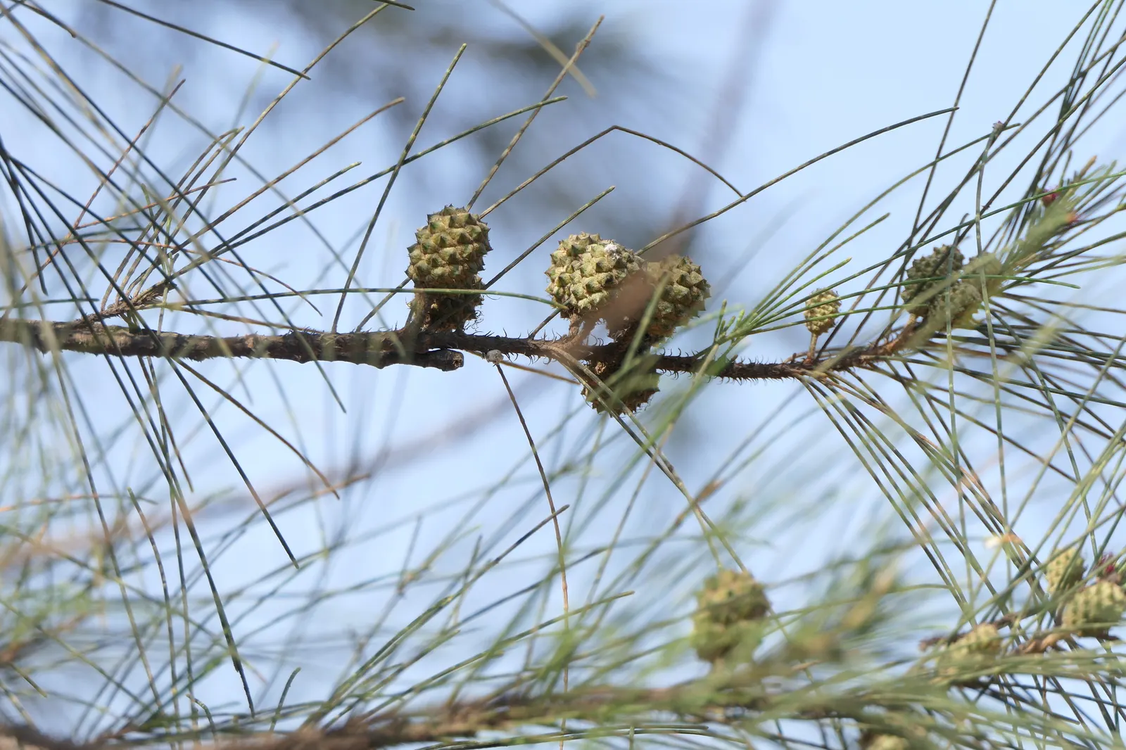 Horsetail Tree (Casuarina Equisetifolia) — with its graceful needles creating an airy; its growth rate is relatively fast