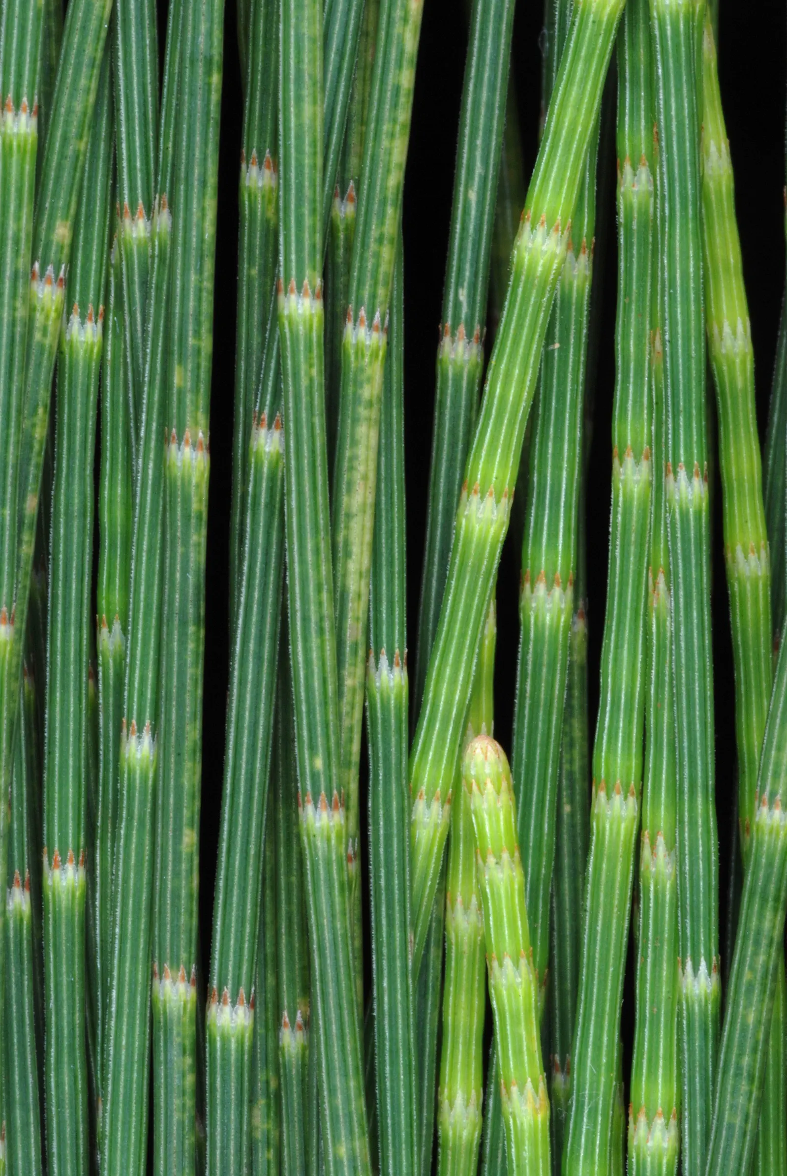Horsetail Tree (Casuarina Equisetifolia) — It thrives in USDA Hardiness Zones 9 through 11, preferring full sun exposure and well-draining soils