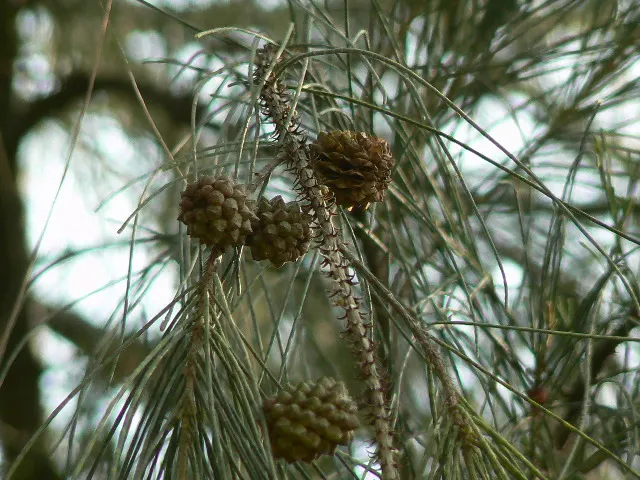 Horsetail Tree (Casuarina Equisetifolia) — note that the tree's root system can be aggressive; thrives in well-drained, sandy soils and tolerates salt spray