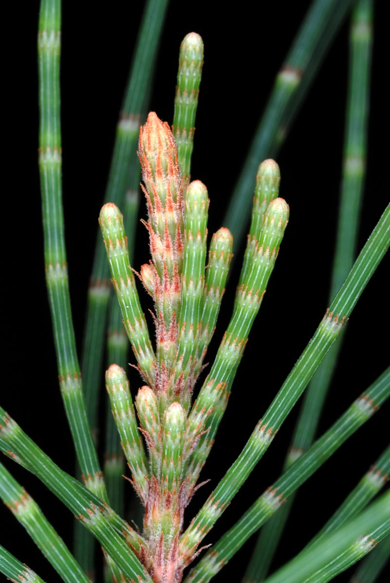 Horsetail Tree (Casuarina Equisetifolia) — making it suitable for coastal environments; with a spread of 20-25 feet