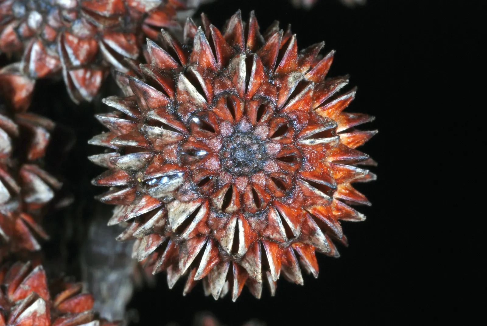 Horsetail Tree (Casuarina Equisetifolia) — with a spread of 20-25 feet; commonly referred to as the Horsetail Tree or Australian Pine