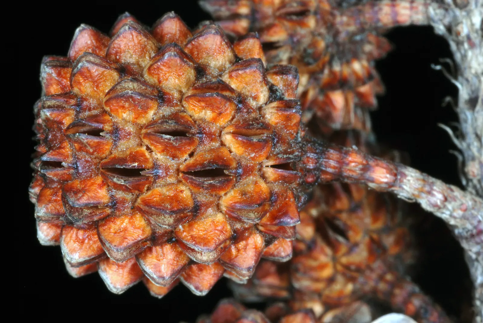 Horsetail Tree (Casuarina Equisetifolia) — Its deep root system allows for excellent erosion control, while the small, cone-like fruits add interest; this
