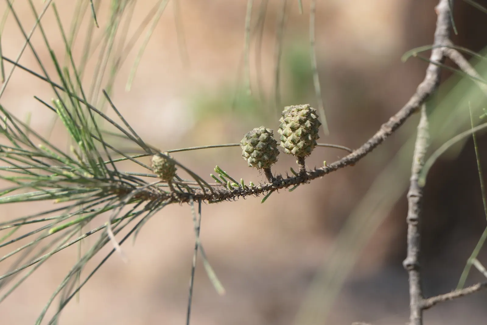 Horsetail Tree (Casuarina Equisetifolia) — Thrives in well-drained, sandy soils and tolerates salt spray, making it ideal for coastal landscapes; which makes