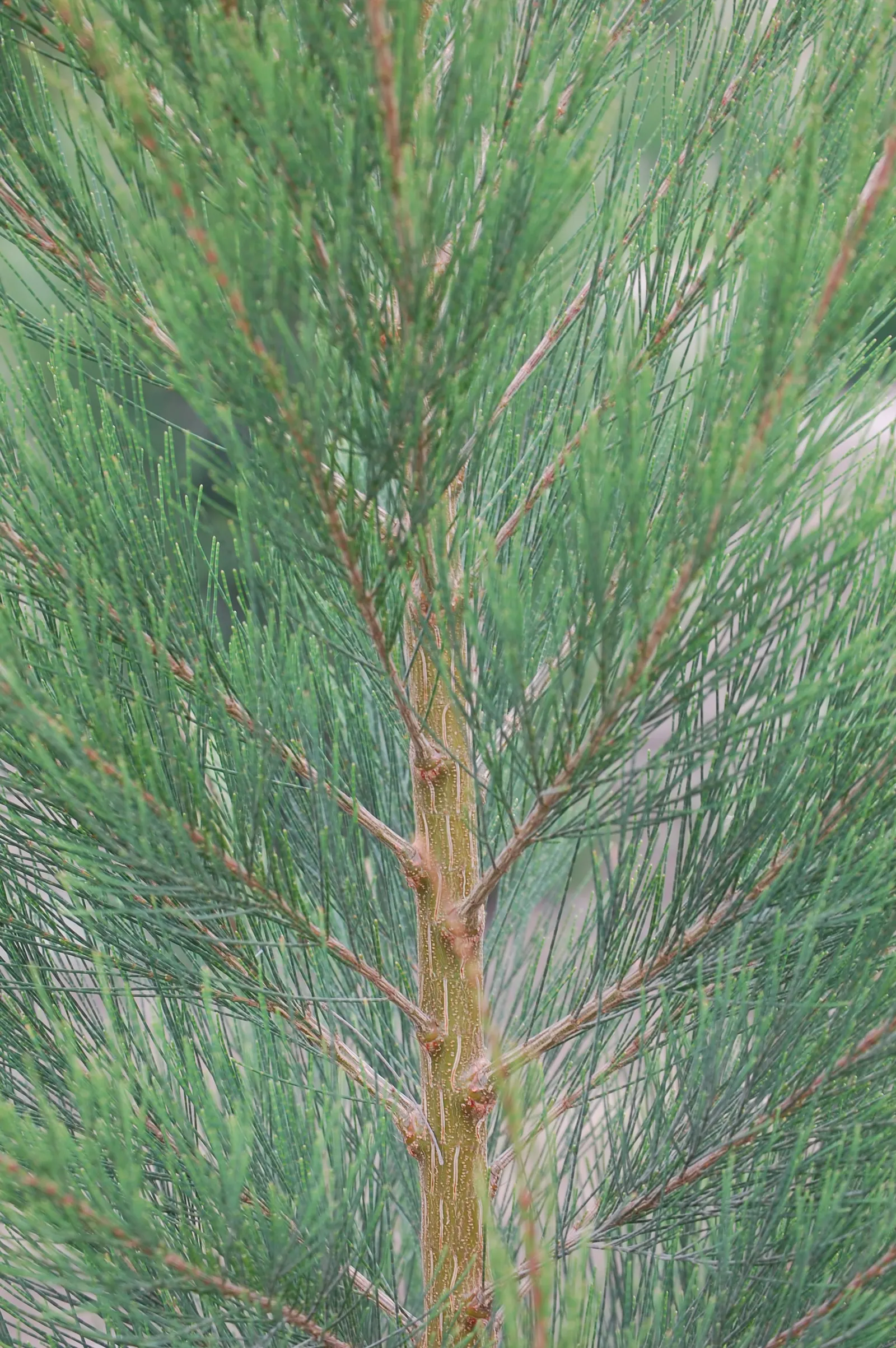 Horsetail Tree (Casuarina Equisetifolia) — making it suitable for coastal environments