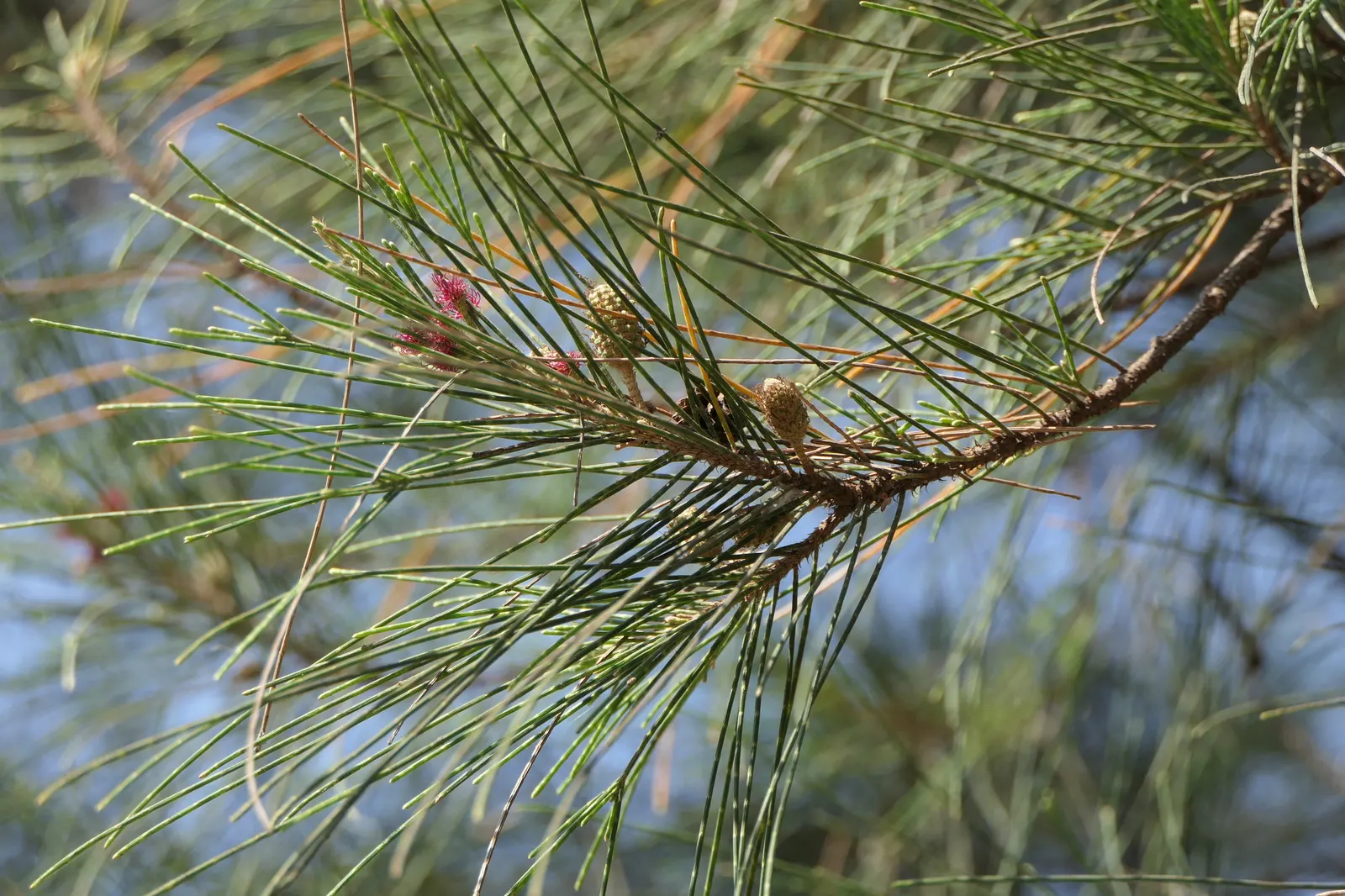 Horsetail Tree (Casuarina Equisetifolia) — It features jointed green stems resembling needle-like leaves, creating a fine, feathery texture