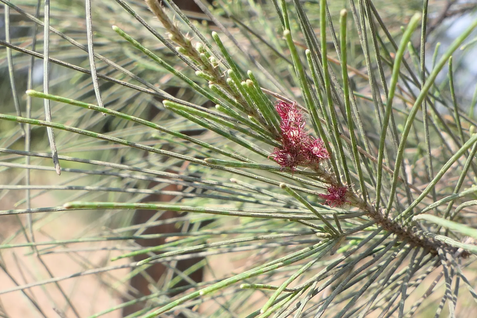 Horsetail Tree (Casuarina Equisetifolia) — reaching heights of 30-115 ft; note that the tree's root system can be aggressive