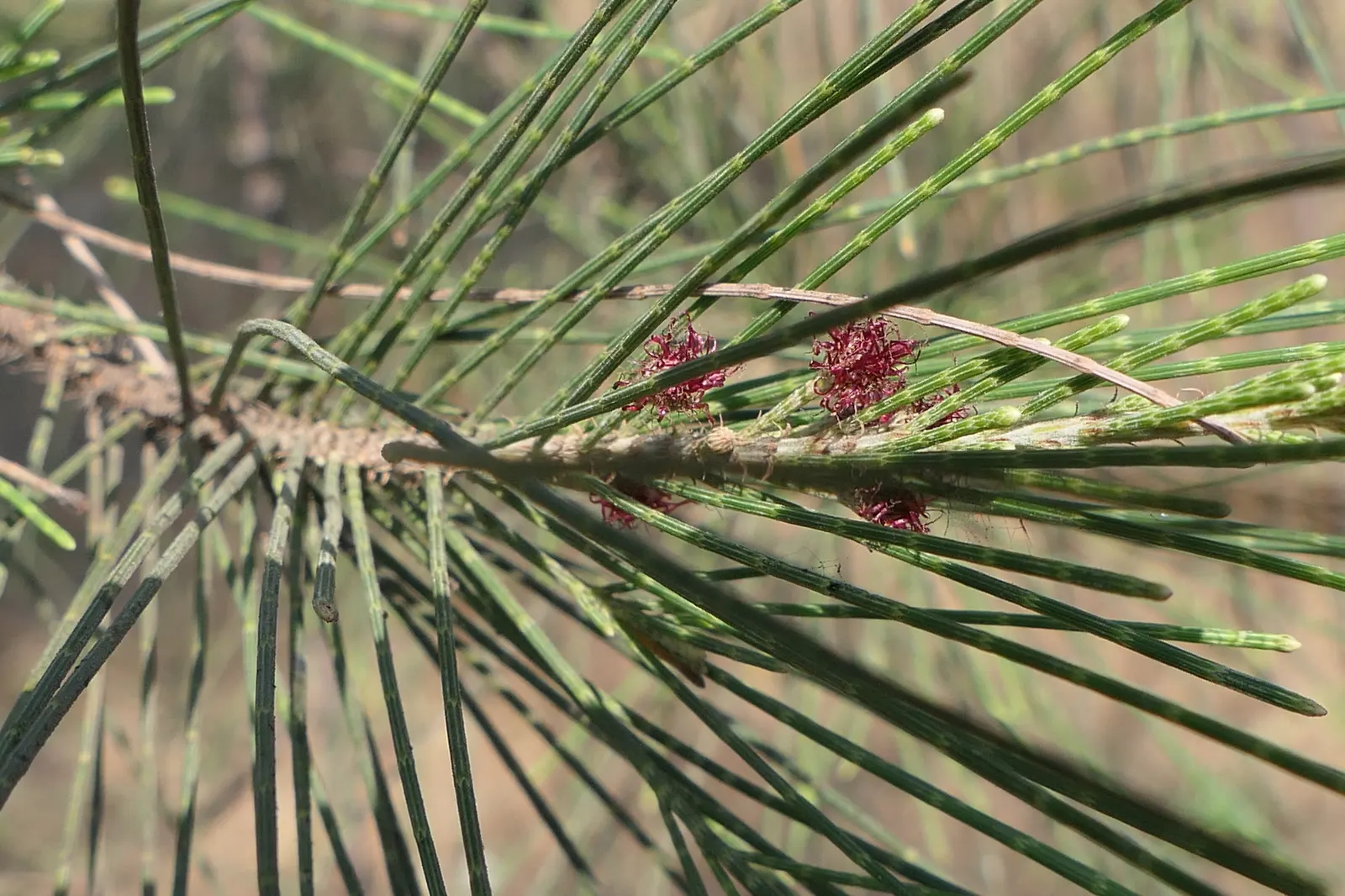 Horsetail Tree (Casuarina Equisetifolia) — It's able to cope with poor soil types; evergreen element to their garden