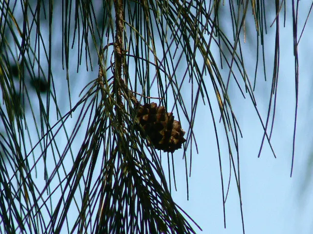 Horsetail Tree (Casuarina Equisetifolia) — the Horsetail Tree can reach impressive heights of up to 65-70 feet; commonly known as Horsetail Tree