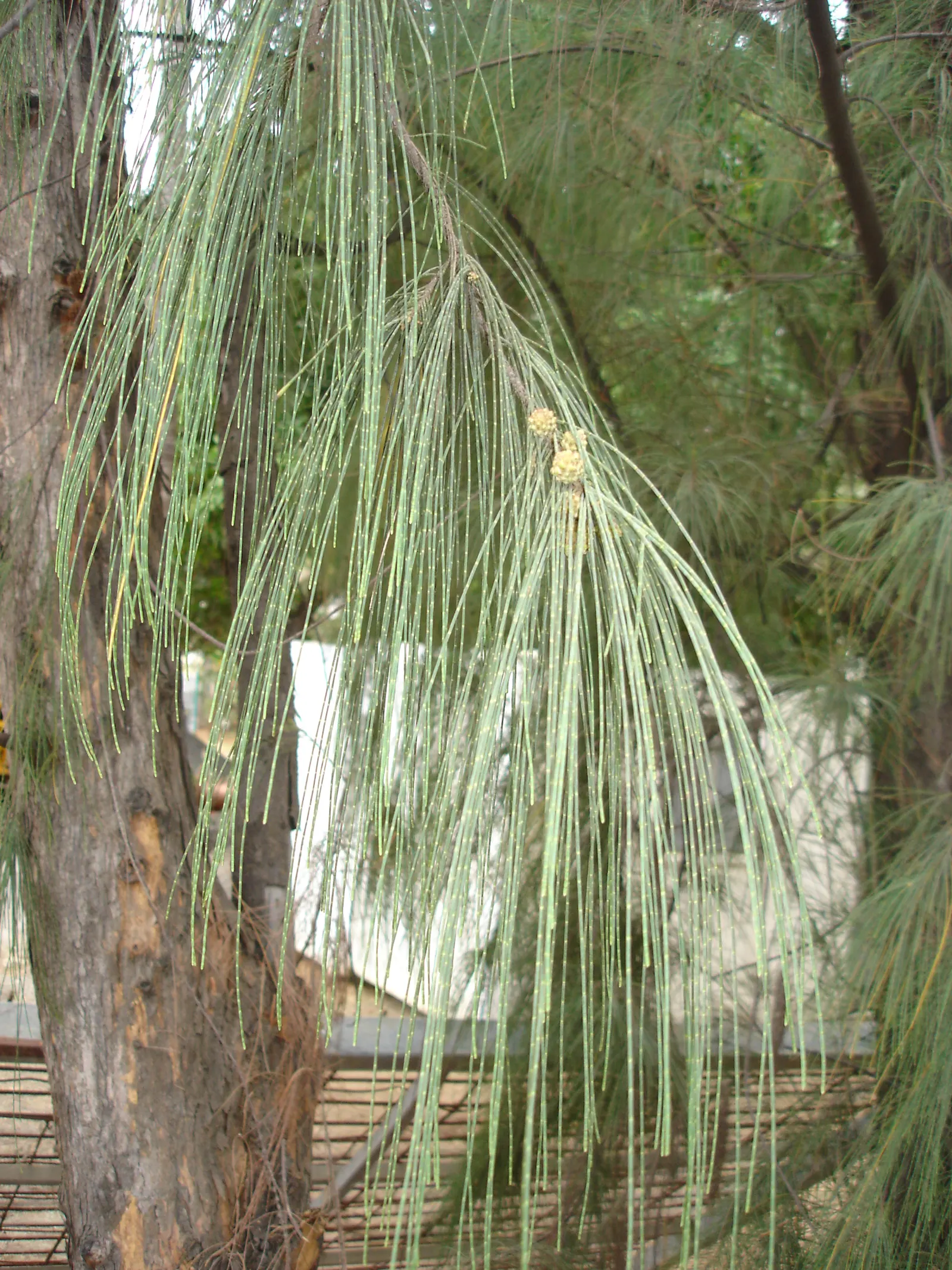 Horsetail Tree (Casuarina Equisetifolia) — slender yet sturdy conifer; with its graceful needles creating an airy