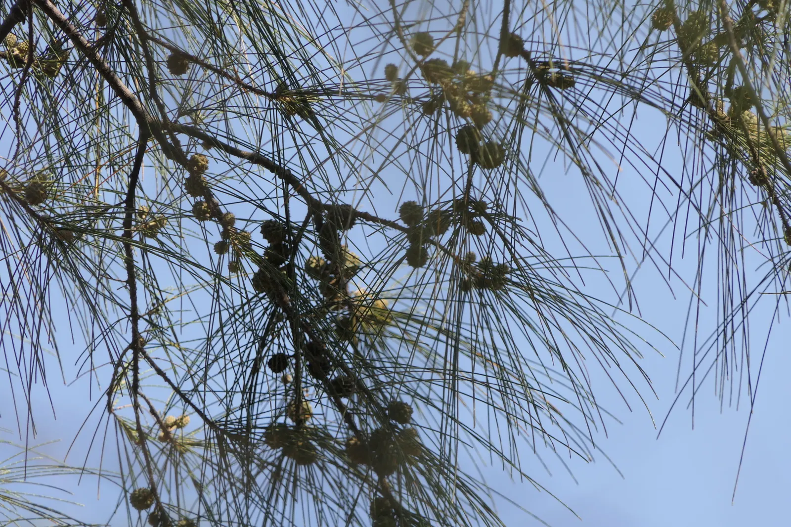 Horsetail Tree (Casuarina Equisetifolia) — slender yet sturdy conifer