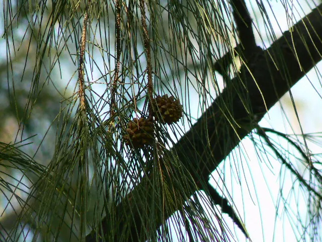 Horsetail Tree (Casuarina Equisetifolia) — This plant can provide a dramatic and textured presence in a landscape design; is a distinctive evergreen tree known